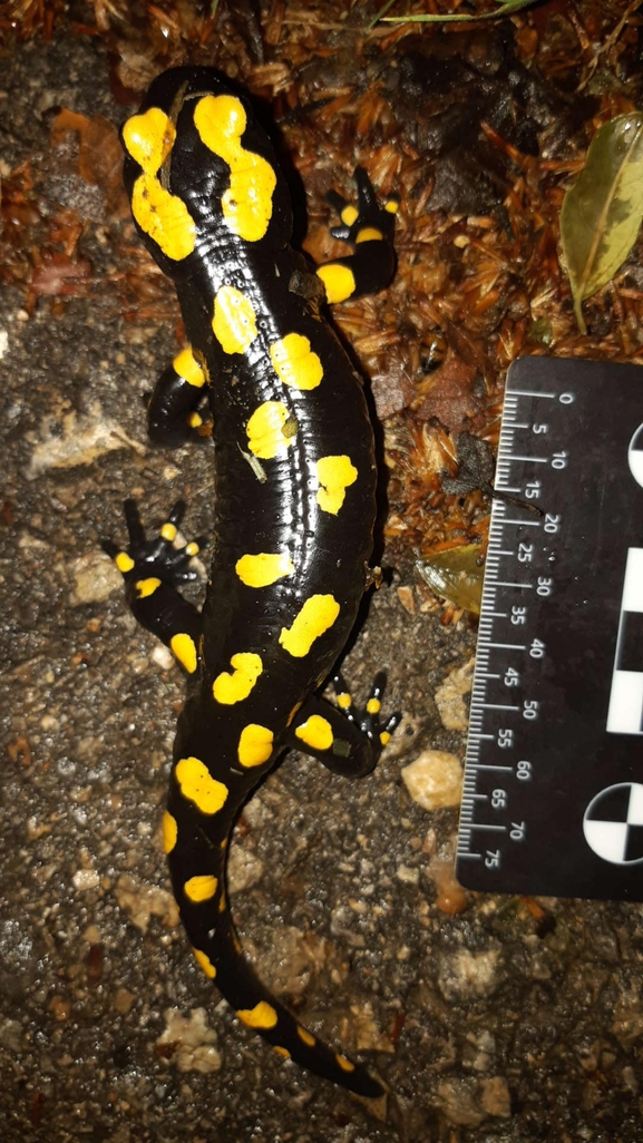 Salamandra infraimmaculata  photographed by רמדאן עיסא 