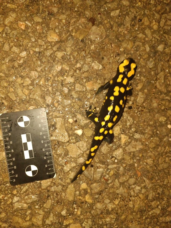 Salamandra infraimmaculata  photographed by רמדאן עיסא 