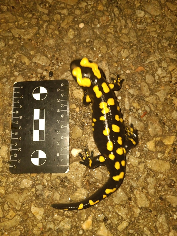 Salamandra infraimmaculata  photographed by רמדאן עיסא 