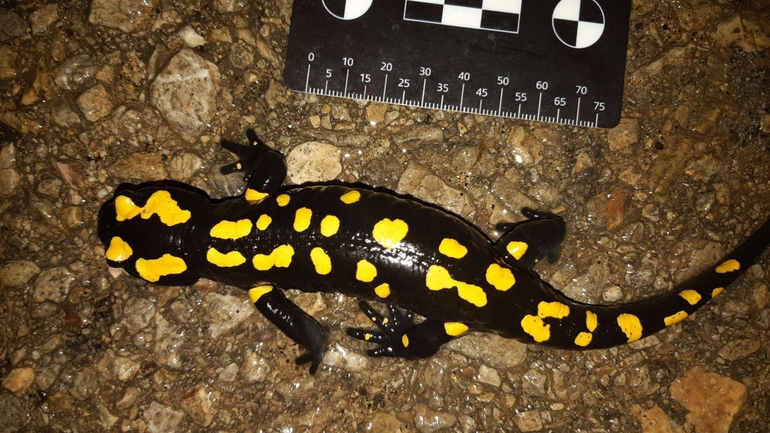 Salamandra infraimmaculata  photographed by רמדאן עיסא 