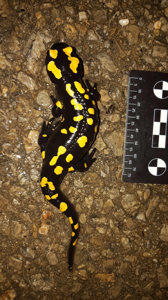 Salamandra infraimmaculata  photographed by רמדאן עיסא 