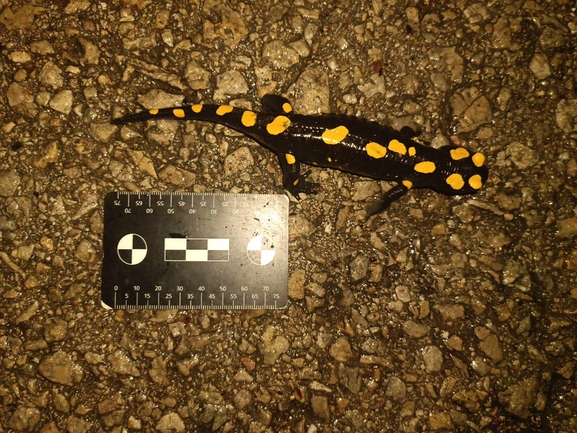 Salamandra infraimmaculata  photographed by רמדאן עיסא 