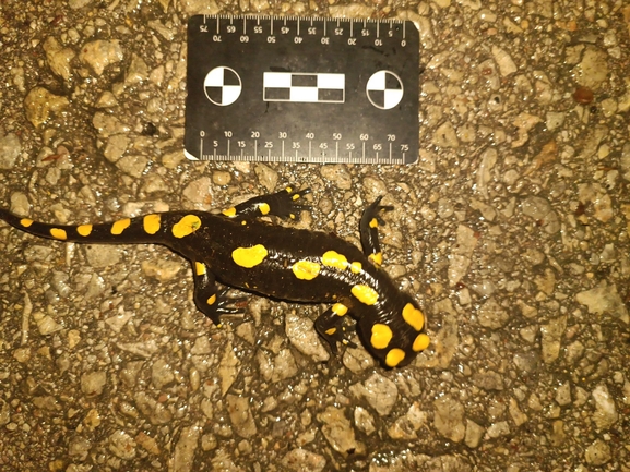 Salamandra infraimmaculata  photographed by רמדאן עיסא 