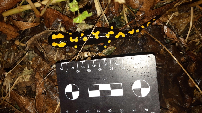 Salamandra infraimmaculata  photographed by רמדאן עיסא 