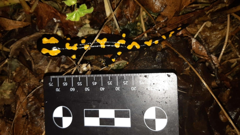 Salamandra infraimmaculata  photographed by רמדאן עיסא 