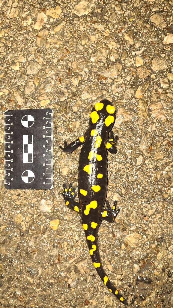 Salamandra infraimmaculata  photographed by רמדאן עיסא 