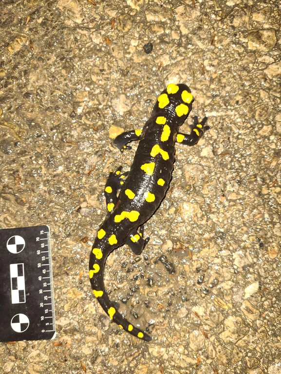 Salamandra infraimmaculata  photographed by רמדאן עיסא 