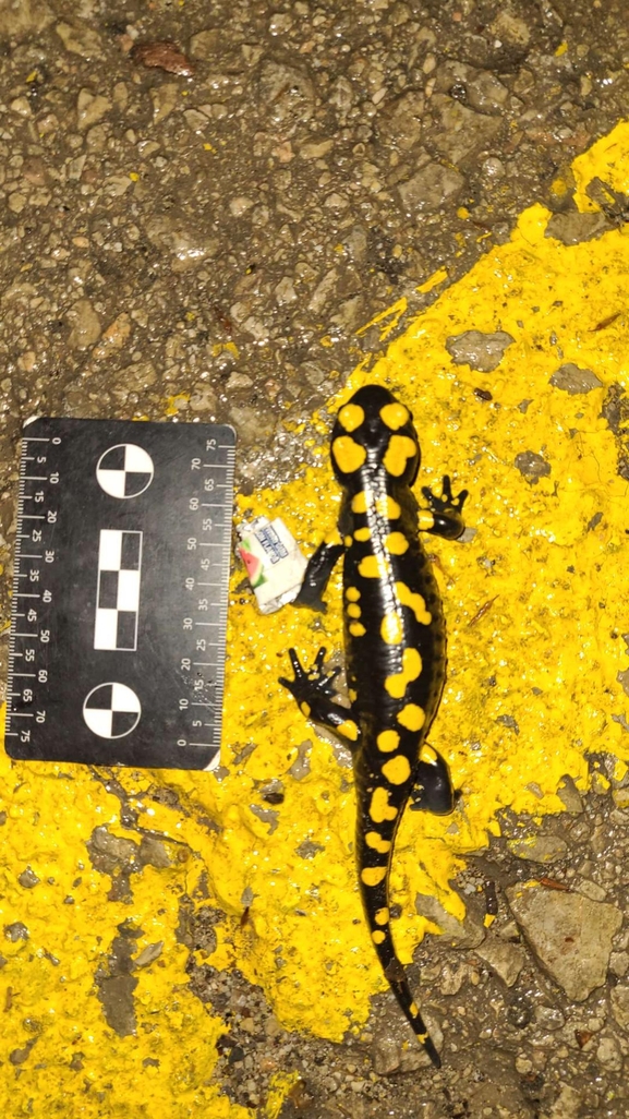 Salamandra infraimmaculata  photographed by רמדאן עיסא 