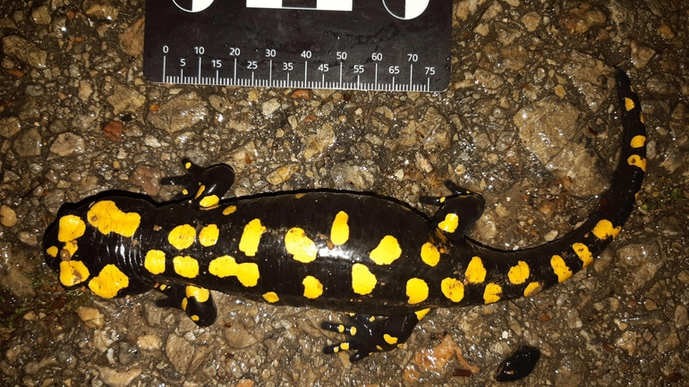 Salamandra infraimmaculata  photographed by רמדאן עיסא 