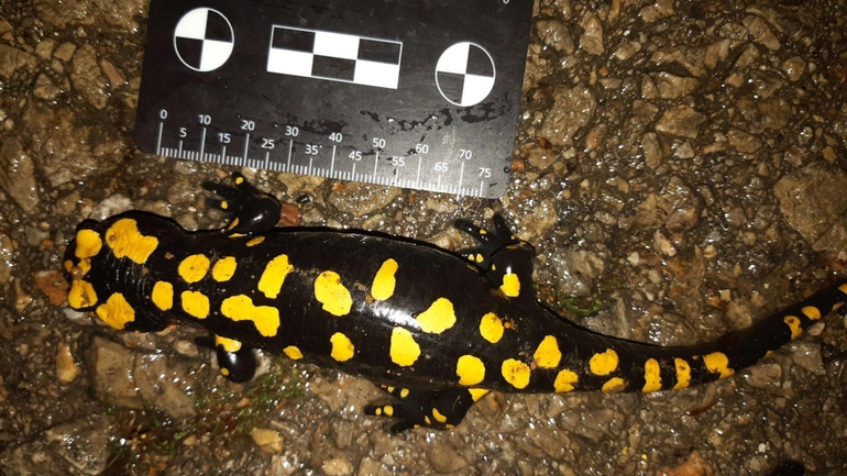 Salamandra infraimmaculata  photographed by רמדאן עיסא 