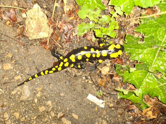 Salamandra infraimmaculata  photographed by רמדאן עיסא 