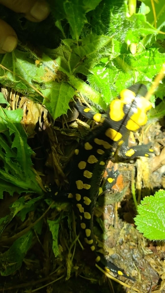 Salamandra infraimmaculata  photographed by רמדאן עיסא 