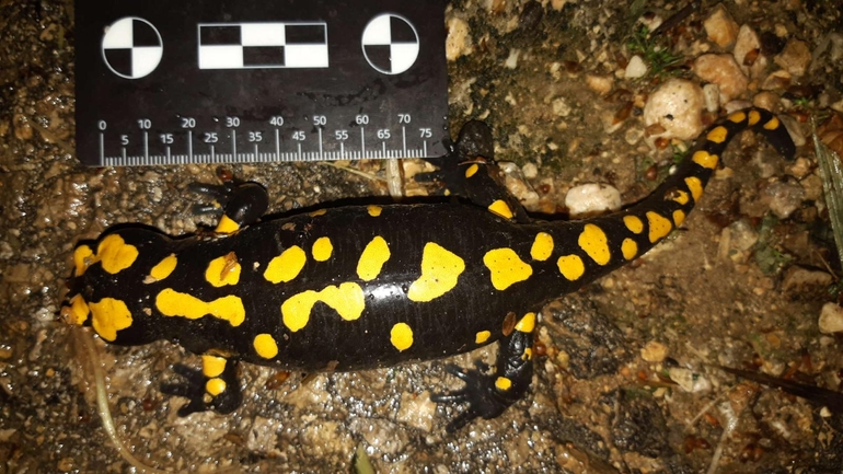 Salamandra infraimmaculata  photographed by רמדאן עיסא 