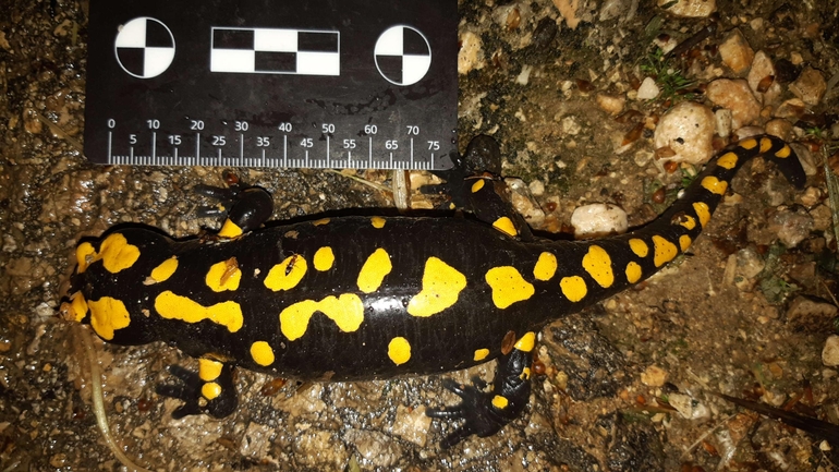 Salamandra infraimmaculata  photographed by רמדאן עיסא 