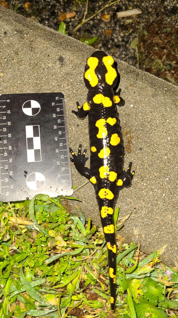 Salamandra infraimmaculata  photographed by רמדאן עיסא 