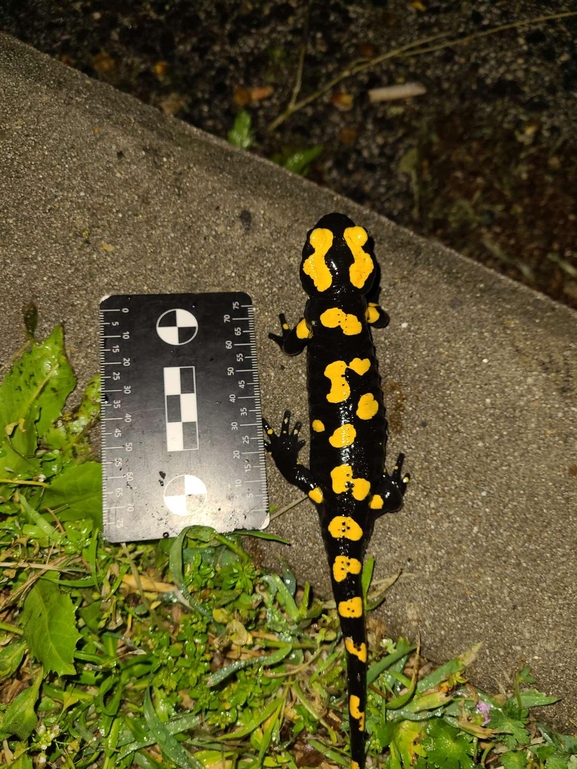 Salamandra infraimmaculata  photographed by רמדאן עיסא 