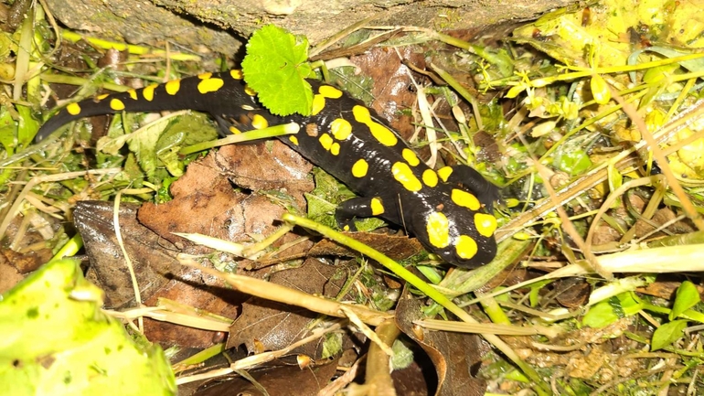 Salamandra infraimmaculata  photographed by רמדאן עיסא 