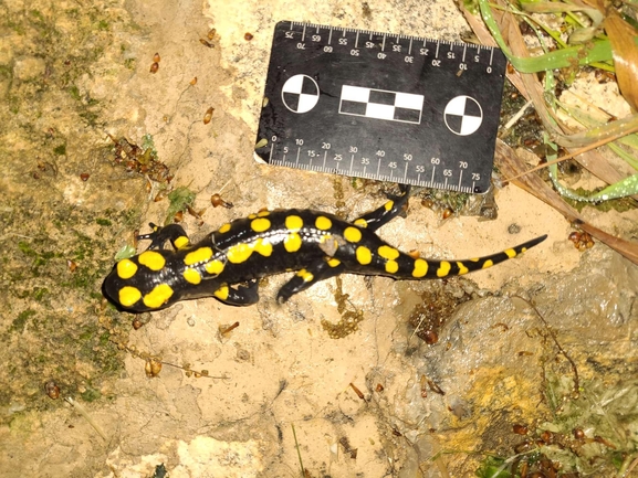 Salamandra infraimmaculata  photographed by רמדאן עיסא 