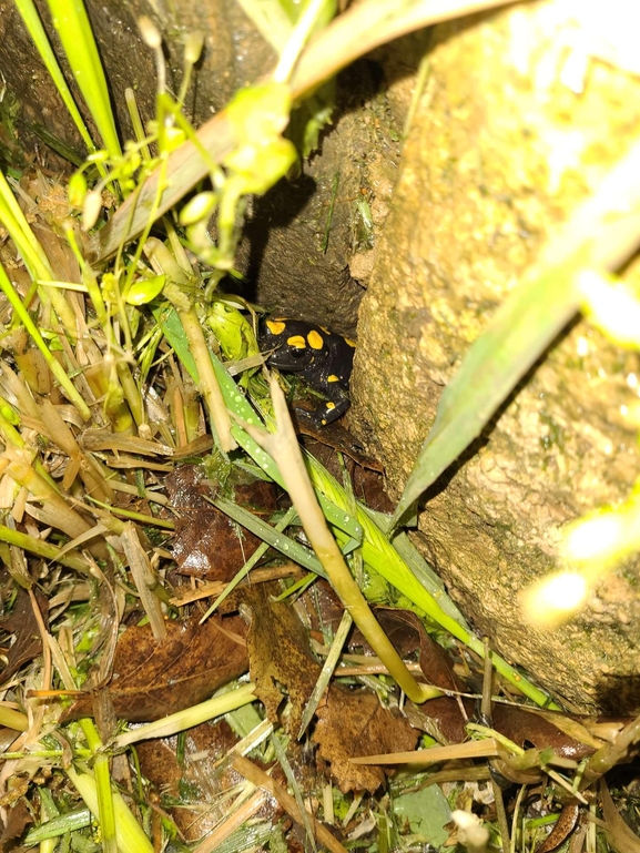 Salamandra infraimmaculata  photographed by רמדאן עיסא 