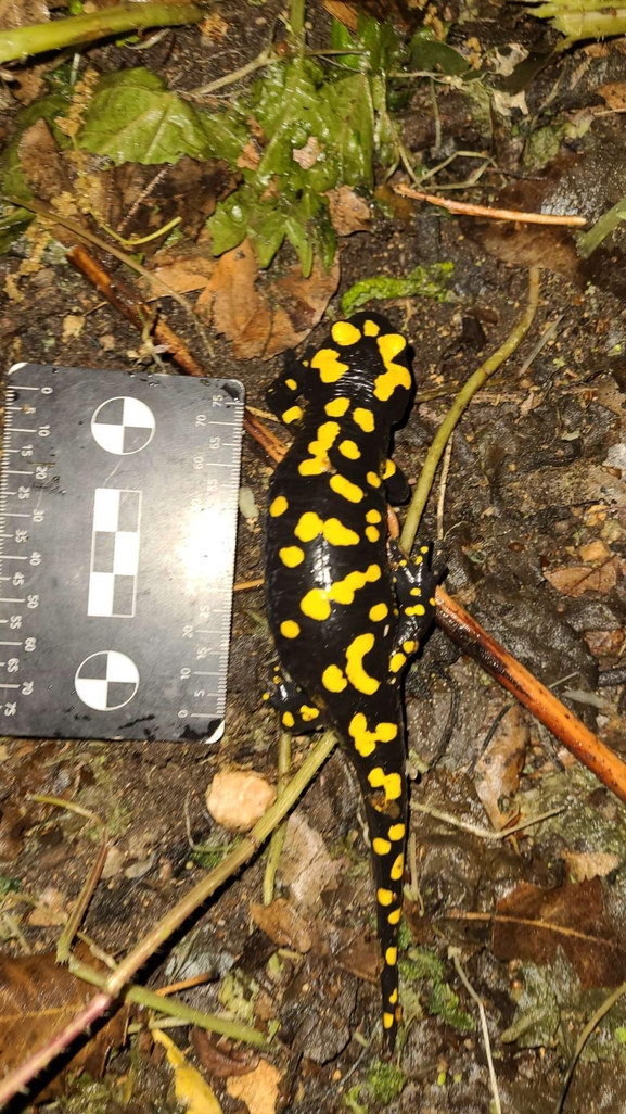 Salamandra infraimmaculata  photographed by רמדאן עיסא 