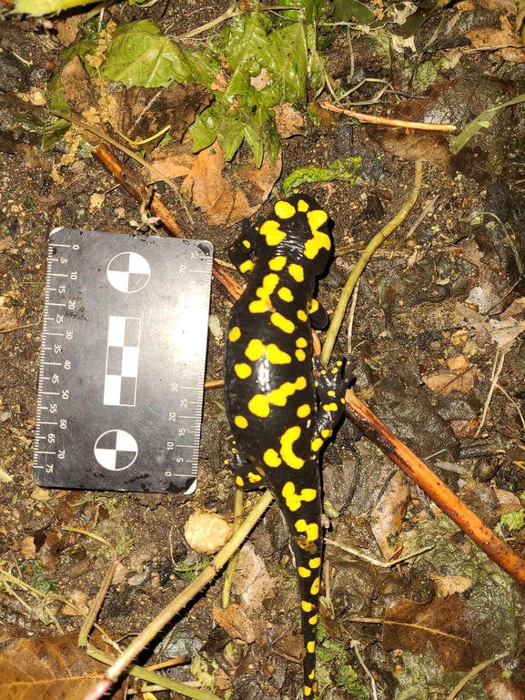 Salamandra infraimmaculata  photographed by רמדאן עיסא 