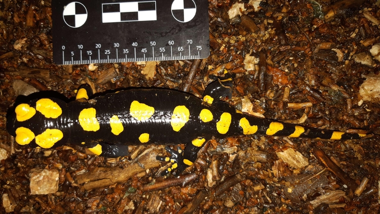 Salamandra infraimmaculata  photographed by רמדאן עיסא 