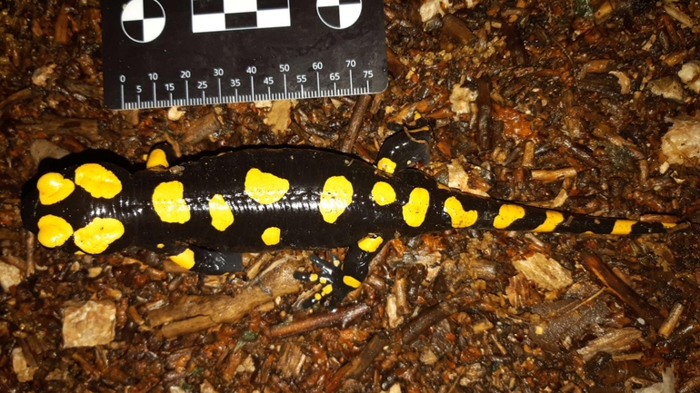 Salamandra infraimmaculata  photographed by רמדאן עיסא 