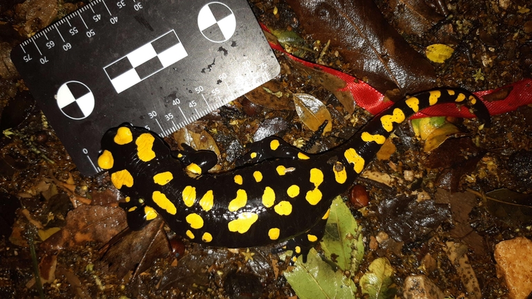 Salamandra infraimmaculata  photographed by רמדאן עיסא 