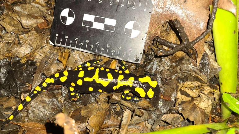 Salamandra infraimmaculata  photographed by רמדאן עיסא 