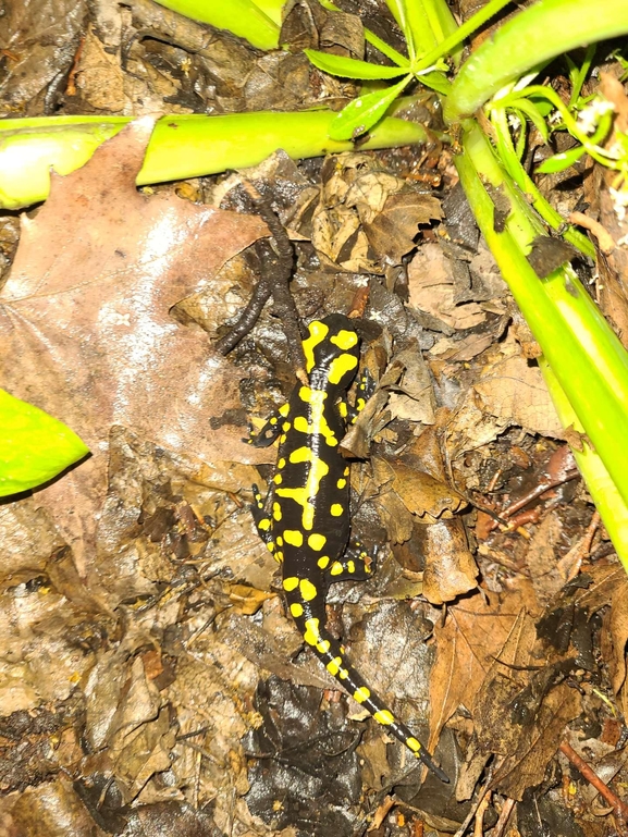 Salamandra infraimmaculata  photographed by רמדאן עיסא 