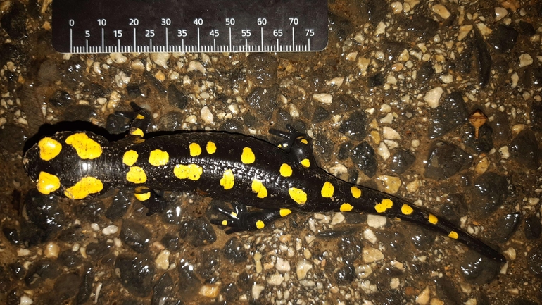 Salamandra infraimmaculata  photographed by רמדאן עיסא 