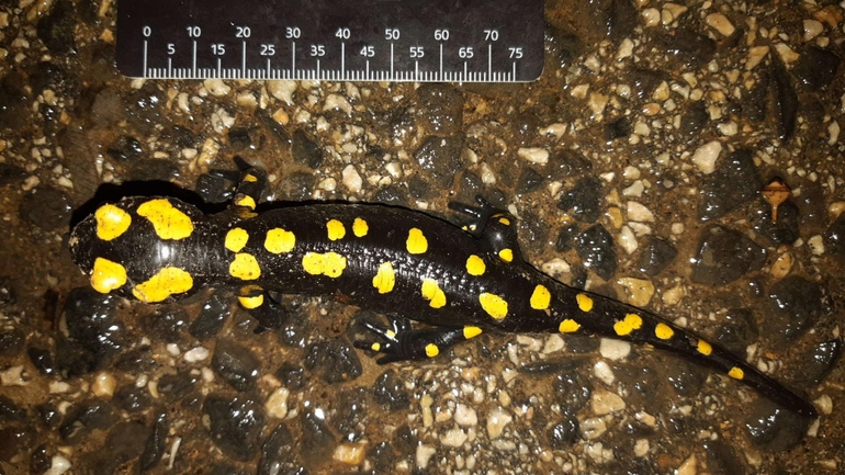 Salamandra infraimmaculata  photographed by רמדאן עיסא 