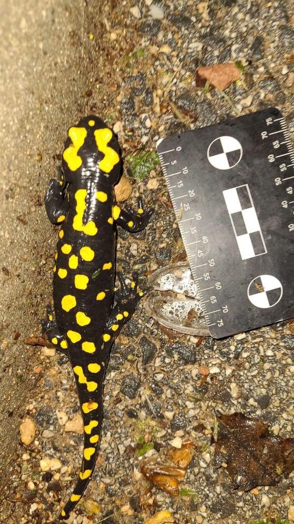 Salamandra infraimmaculata  photographed by רמדאן עיסא 