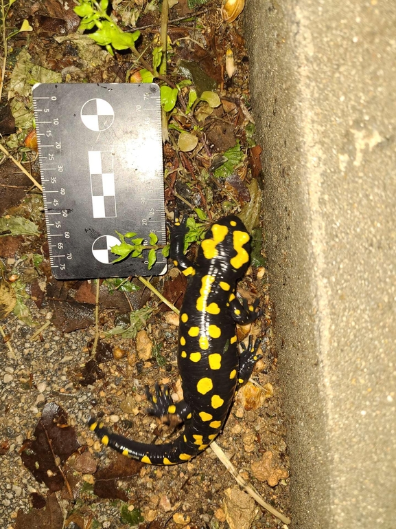 Salamandra infraimmaculata  photographed by רמדאן עיסא 