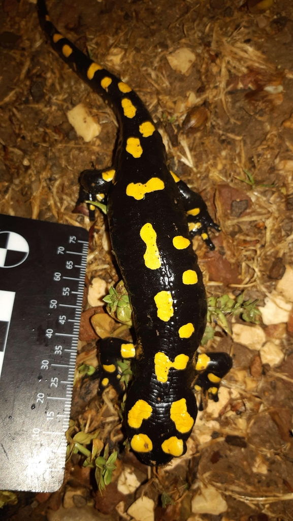 Salamandra infraimmaculata  photographed by רמדאן עיסא 