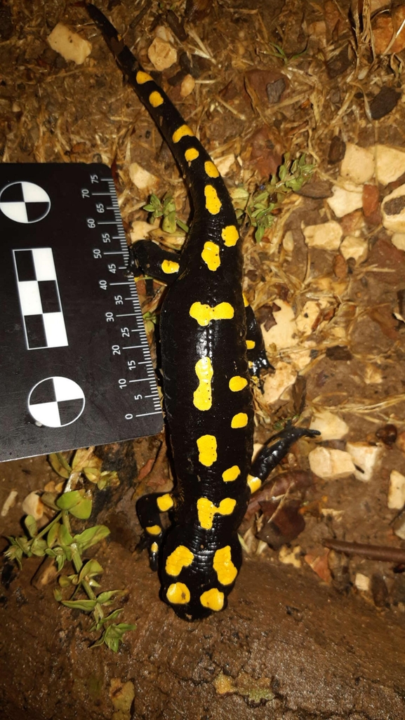 Salamandra infraimmaculata  photographed by רמדאן עיסא 