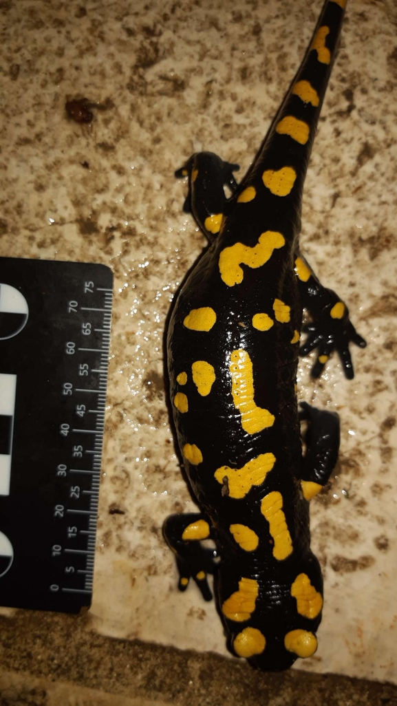 Salamandra infraimmaculata  photographed by רמדאן עיסא 