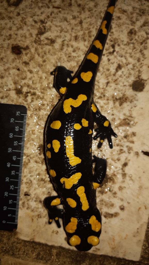 Salamandra infraimmaculata  photographed by רמדאן עיסא 