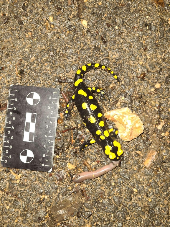 Salamandra infraimmaculata  photographed by רמדאן עיסא 