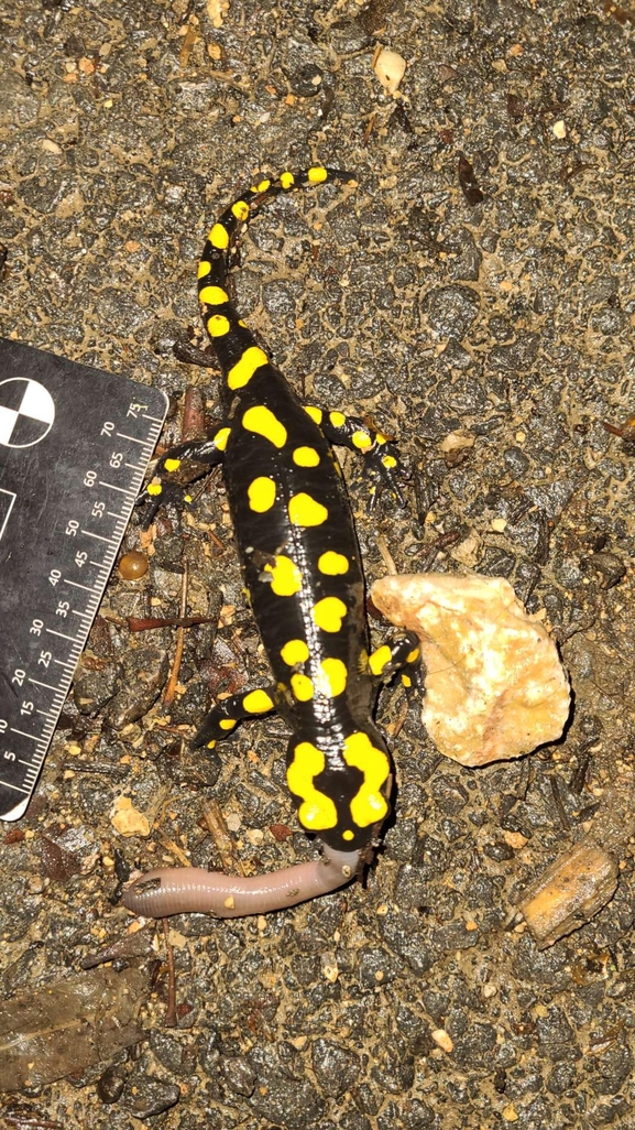 Salamandra infraimmaculata  photographed by רמדאן עיסא 