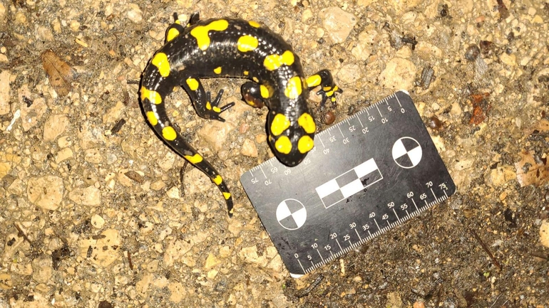 Salamandra infraimmaculata  photographed by רמדאן עיסא 