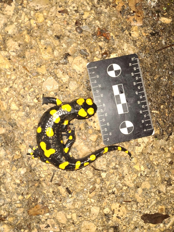 Salamandra infraimmaculata  photographed by רמדאן עיסא 