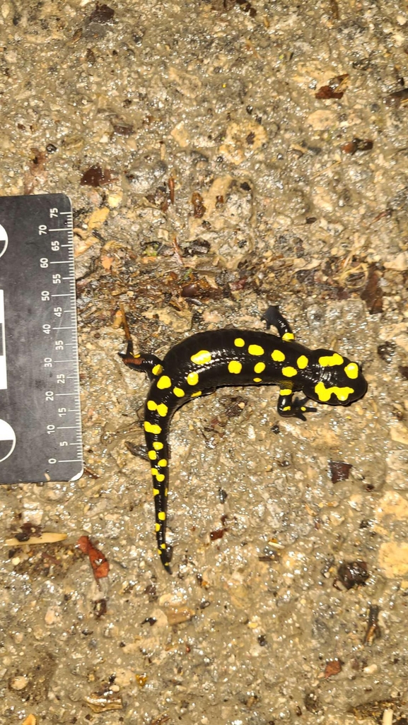 Salamandra infraimmaculata  photographed by רמדאן עיסא 