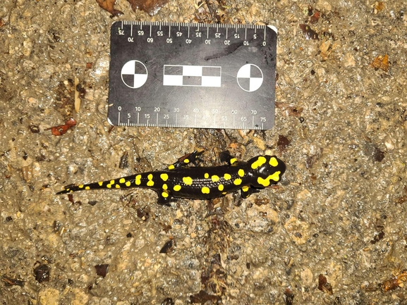 Salamandra infraimmaculata  photographed by רמדאן עיסא 