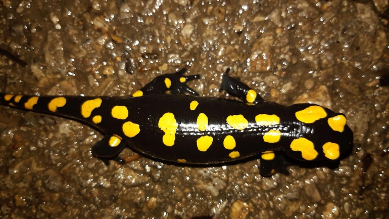 Salamandra infraimmaculata  photographed by רמדאן עיסא 