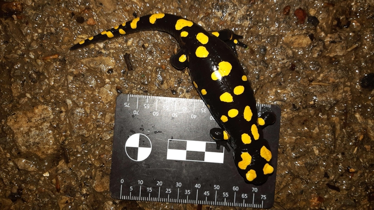 Salamandra infraimmaculata  photographed by רמדאן עיסא 