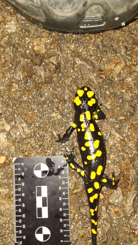 Salamandra infraimmaculata  photographed by רמדאן עיסא 