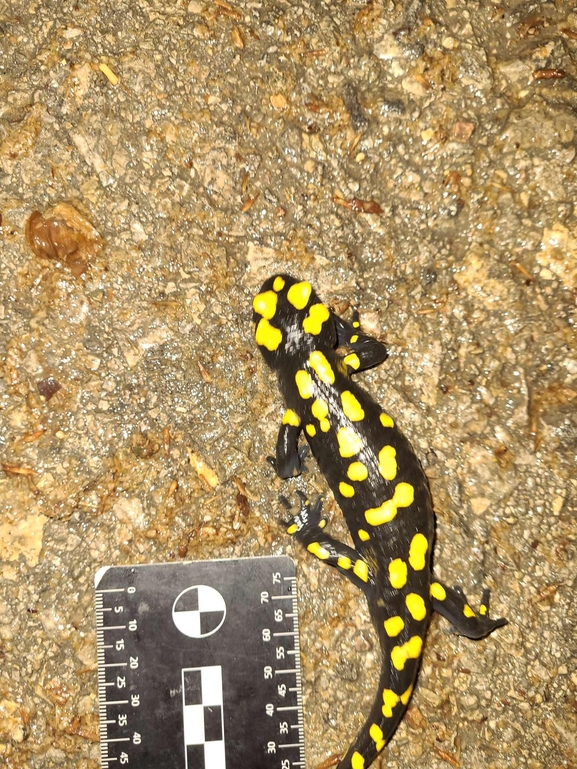 Salamandra infraimmaculata  photographed by רמדאן עיסא 