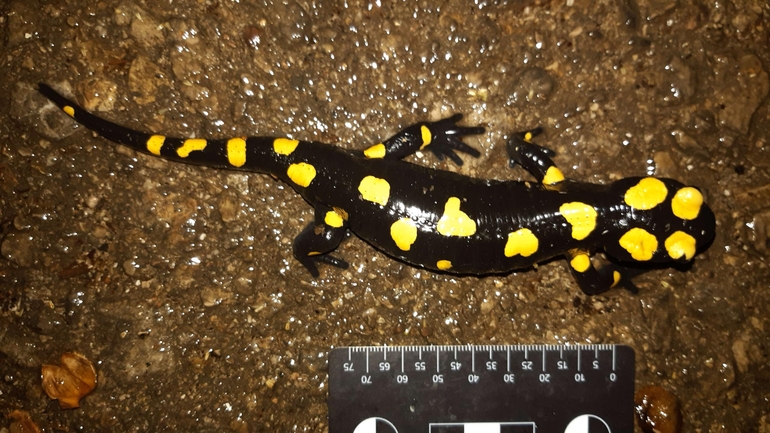 Salamandra infraimmaculata  photographed by רמדאן עיסא 