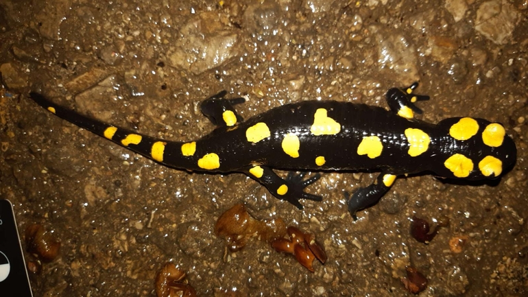 Salamandra infraimmaculata  photographed by רמדאן עיסא 